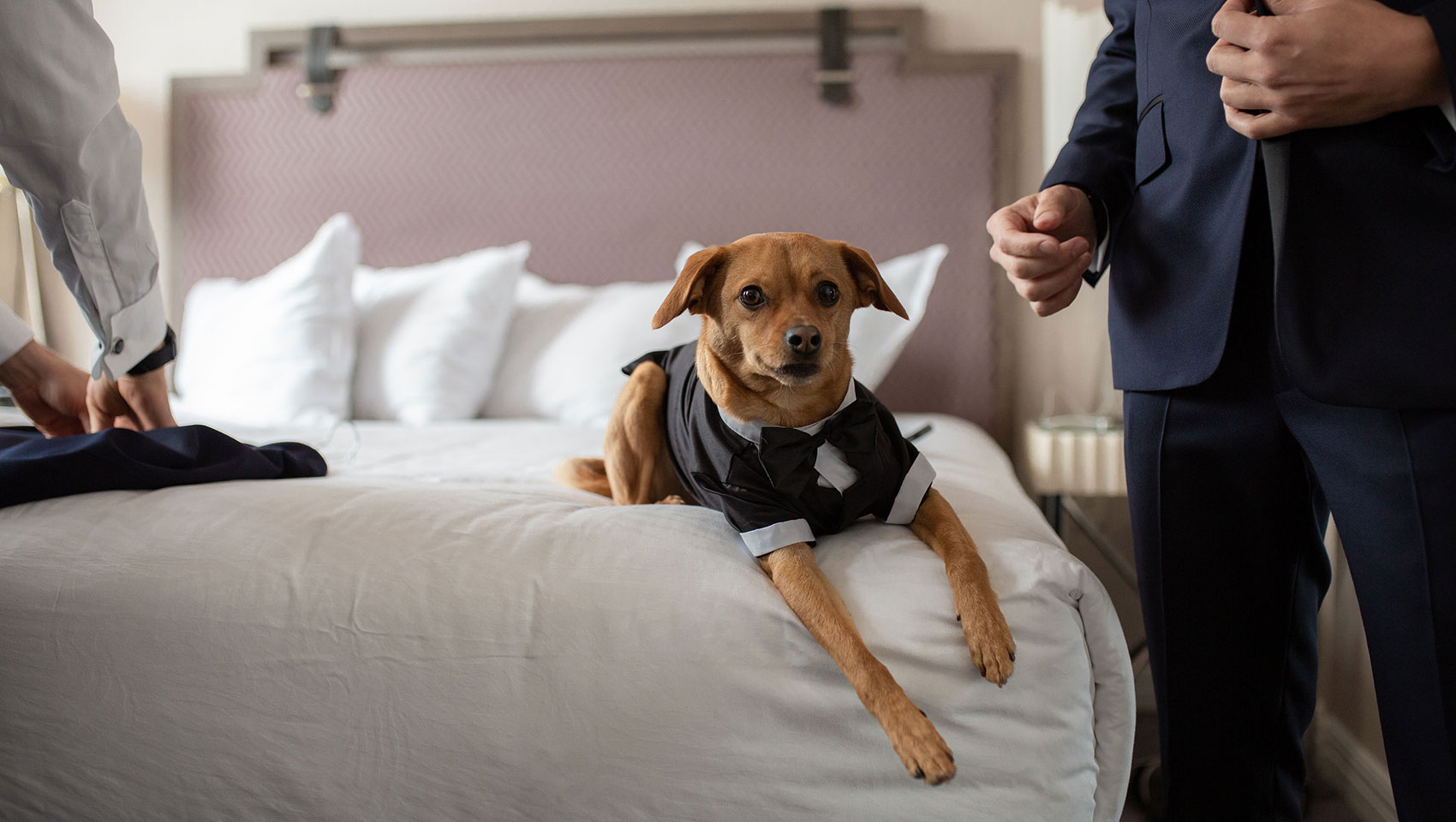 Dog in wedding attire on bed