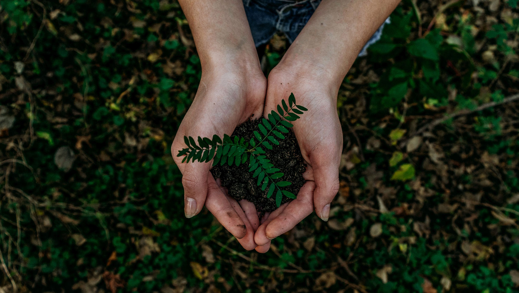 Plant in hands