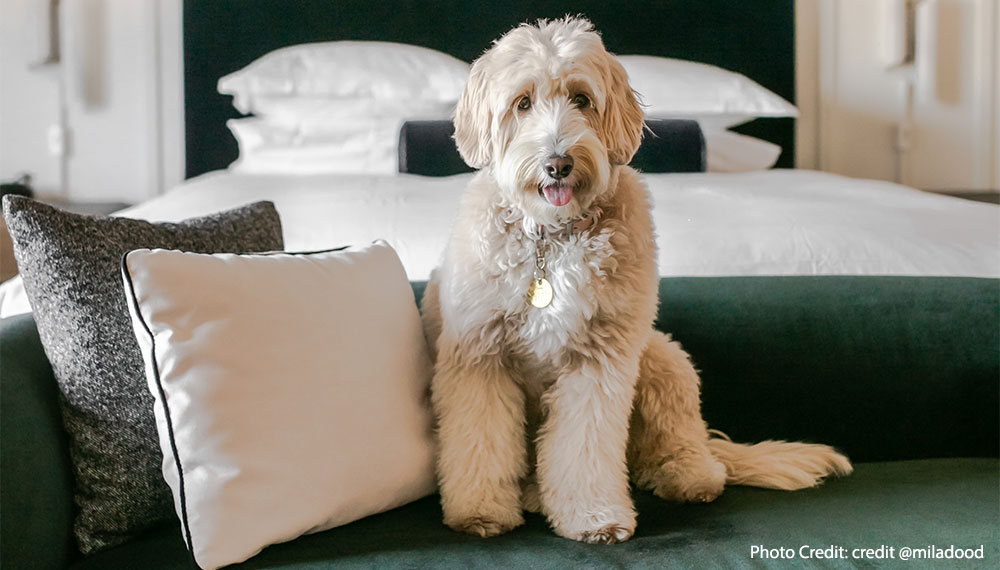 dog on bed