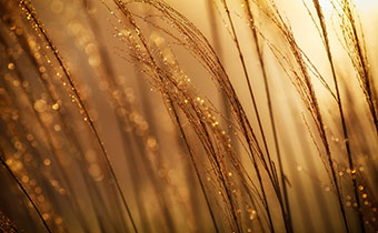 Gold Wheat