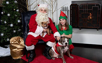 Santa Claus with elf and dogs by the fireplace